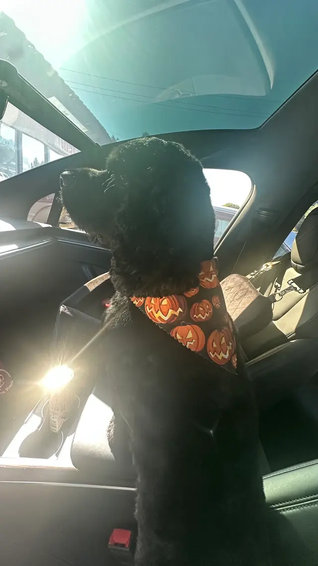 Lucky Paws Grooming — customer photo 8