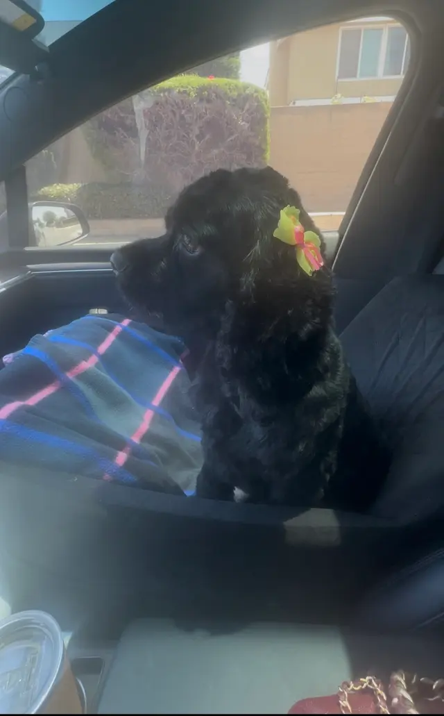 Lucky Paws Grooming — customer photo 7