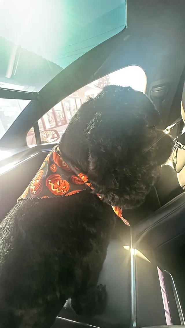 Lucky Paws Grooming — customer photo 9