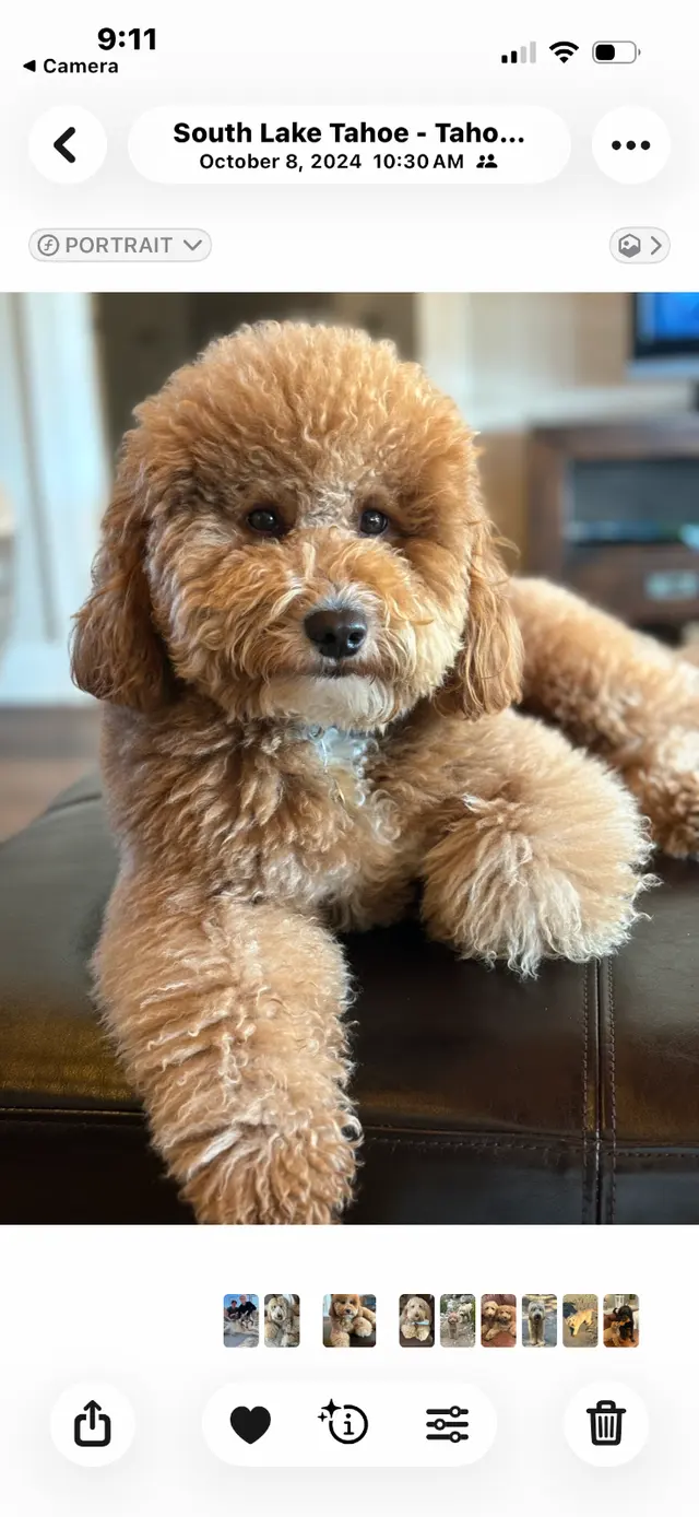 Lucky Paws Grooming — customer photo 11