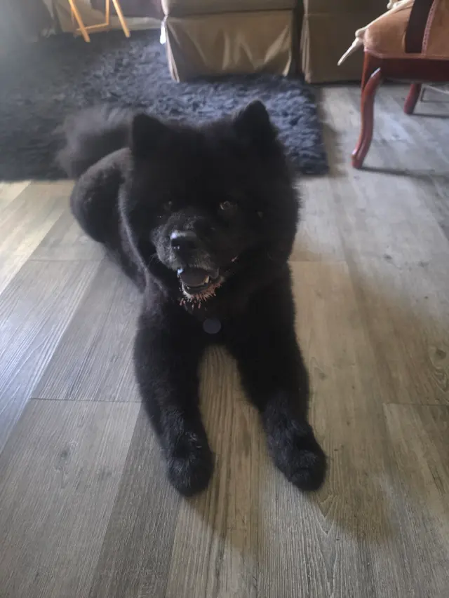Lucky Paws Grooming — customer photo 10