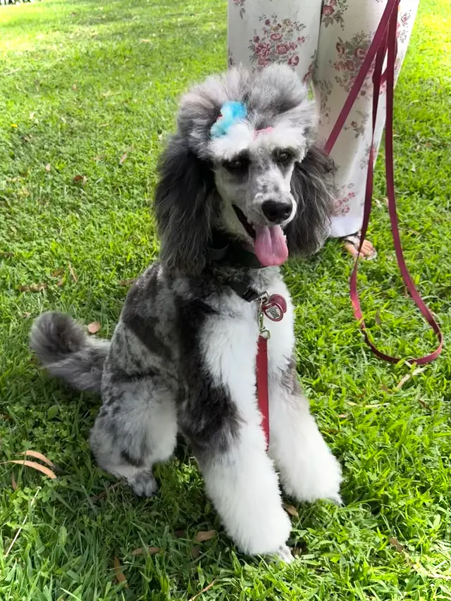 Lucky Paws Grooming — customer photo 12
