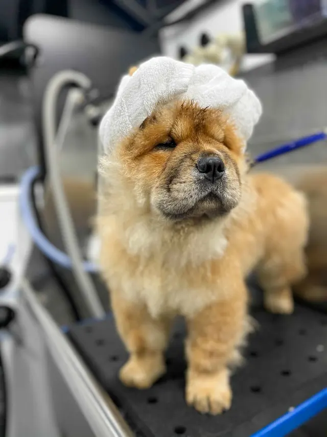 Barkbus Mobile Dog Grooming — photo from the business 11