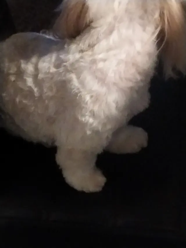 Customer photo of work by Barkbus Mobile Dog Grooming, from Chosen One's review
