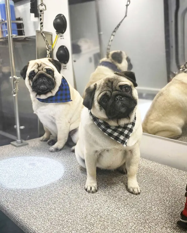 Barkbus Mobile Dog Grooming — photo from the business 8