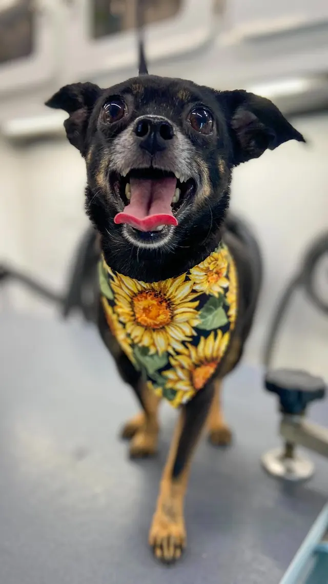 Barkbus Mobile Dog Grooming — photo from the business 9