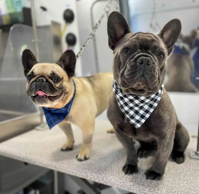 Barkbus Mobile Dog Grooming — photo from the business 10