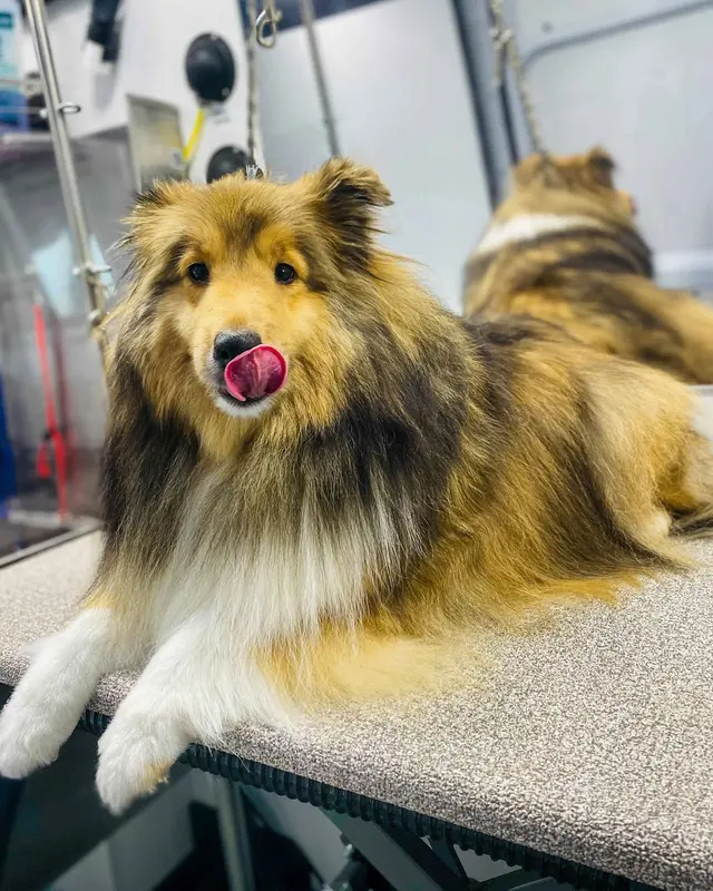 Barkbus Mobile Dog Grooming — photo from the business 2