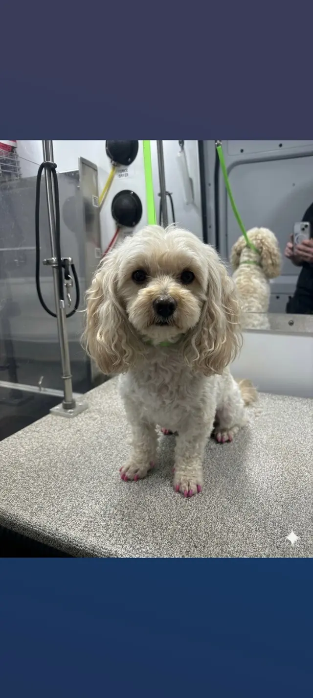 Customer photo of work by Barkbus Mobile Dog Grooming, from Chosen One's review