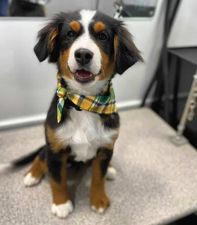 Barkbus Mobile Dog Grooming — photo from the business 6
