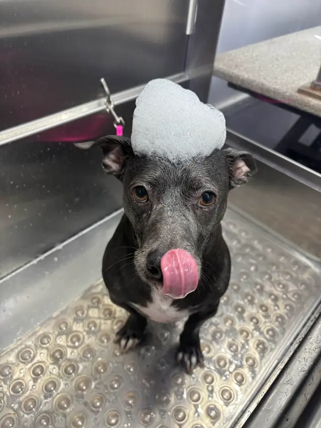Customer photo of work by Barkbus Mobile Dog Grooming, from Annette Kemmerer's review