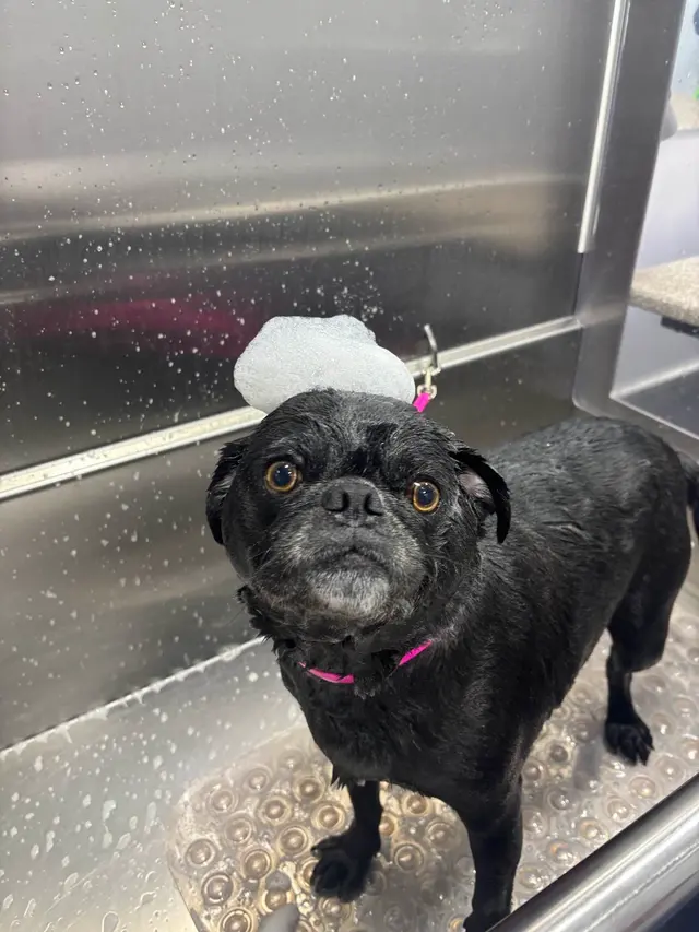 Customer photo of work by Barkbus Mobile Dog Grooming, from Annette Kemmerer's review