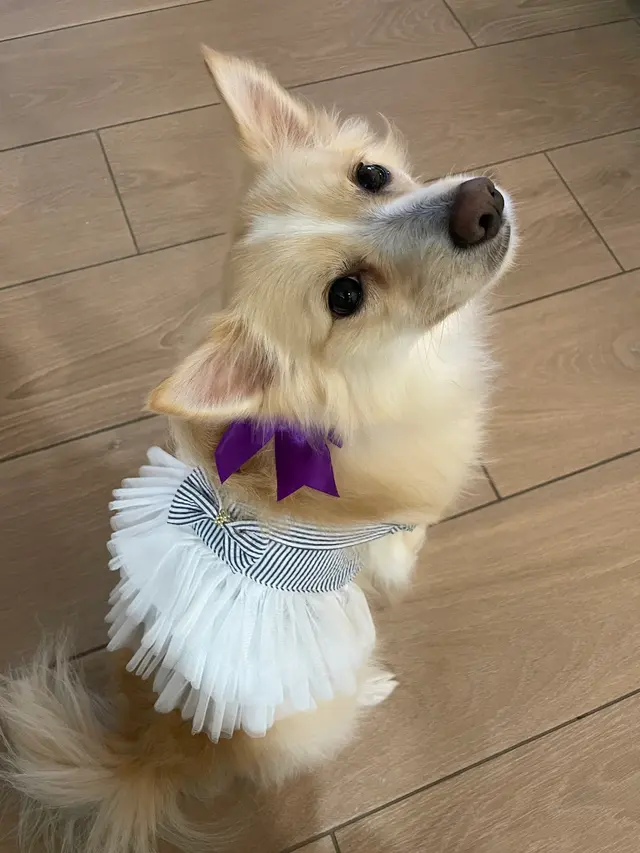 The Metro Mutts Pet Grooming Services — customer photo 3