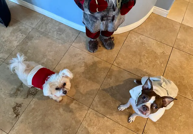 The Metro Mutts Pet Grooming Services — customer photo 9