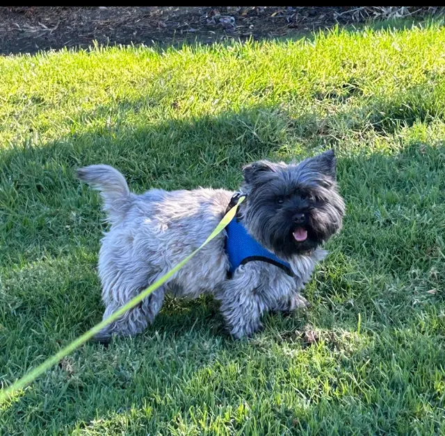 The Metro Mutts Pet Grooming Services — photo from the business 2