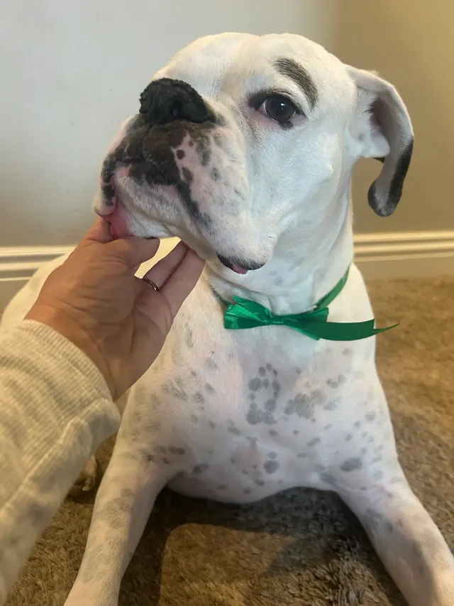 The Metro Mutts Pet Grooming Services — customer photo 10