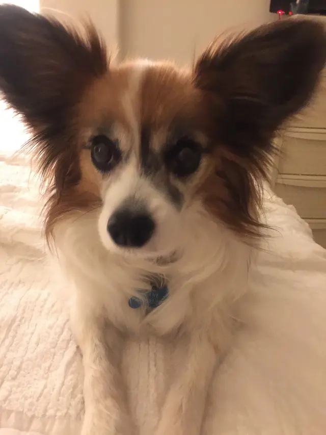 Customer photo of work by The Metro Mutts Pet Grooming Services, from 오렌지Lady's review
