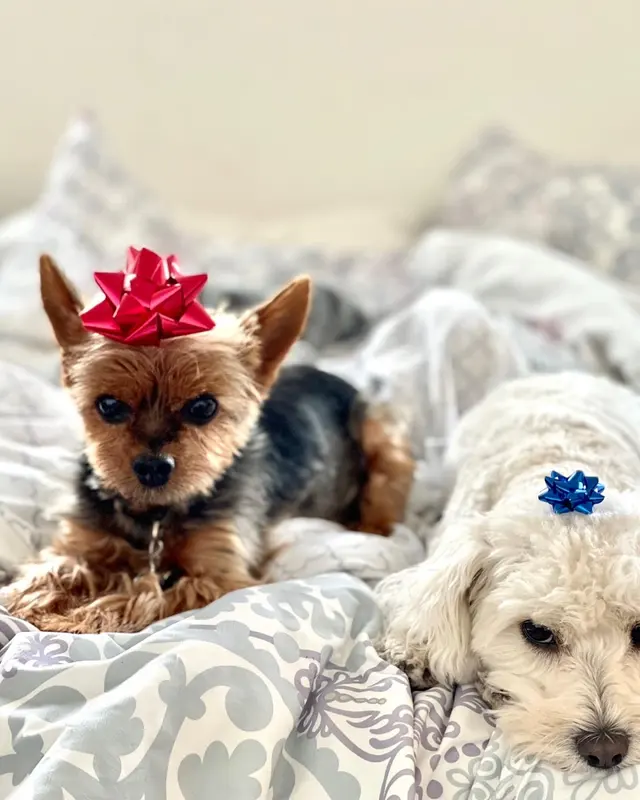The Metro Mutts Pet Grooming Services — customer photo 5