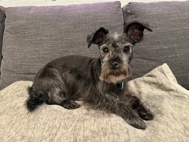 The Metro Mutts Pet Grooming Services — customer photo 6