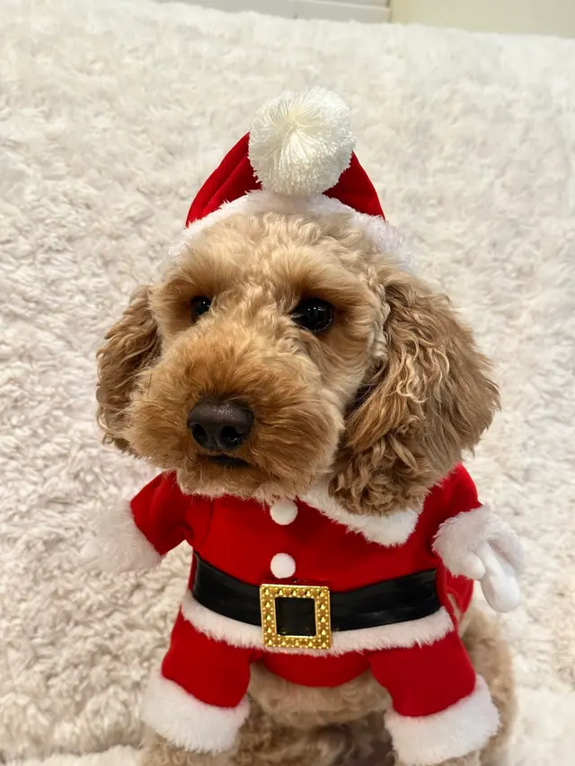 The Metro Mutts Pet Grooming Services — customer photo 4