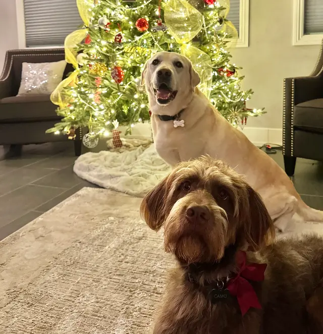 The Metro Mutts Pet Grooming Services — customer photo 7