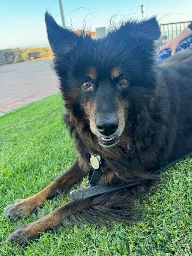 The Metro Mutts Pet Grooming Services — customer photo 12
