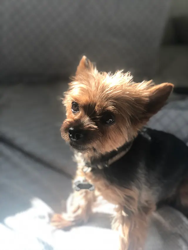 The Metro Mutts Pet Grooming Services — customer photo 8