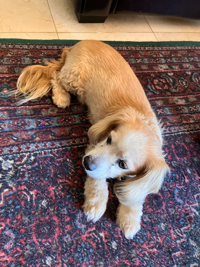 The Metro Mutts Pet Grooming Services — customer photo 11
