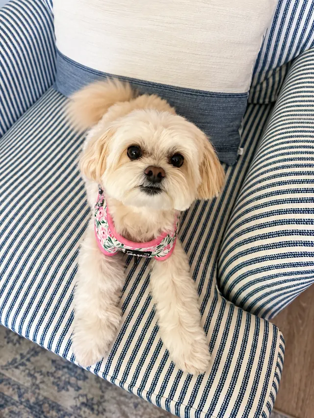 El Camino Pet Grooming — customer photo 2