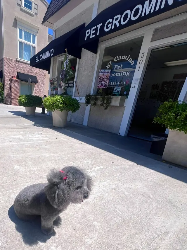 El Camino Pet Grooming — customer photo 9