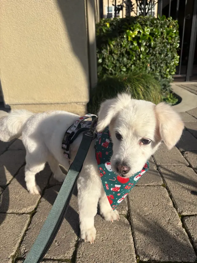 El Camino Pet Grooming — customer photo 4