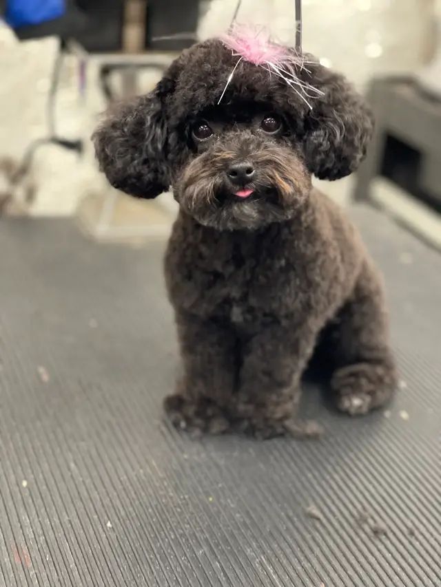 El Camino Pet Grooming — customer photo 10