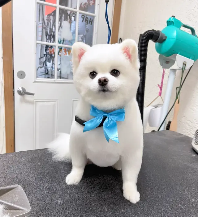 El Camino Pet Grooming — customer photo 3