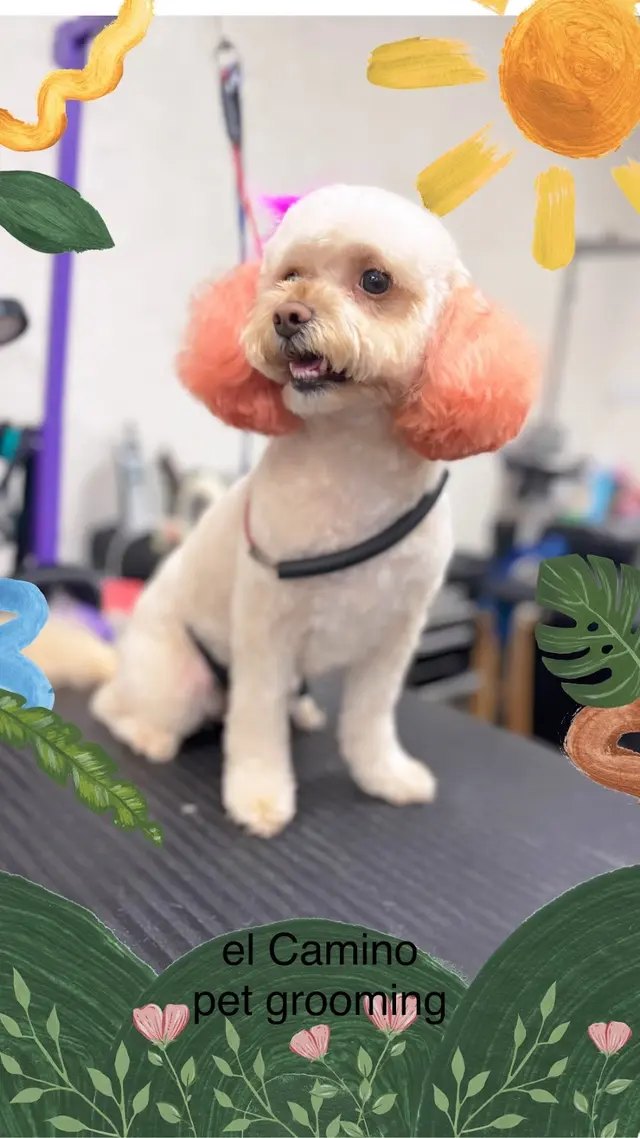 El Camino Pet Grooming — customer photo 7