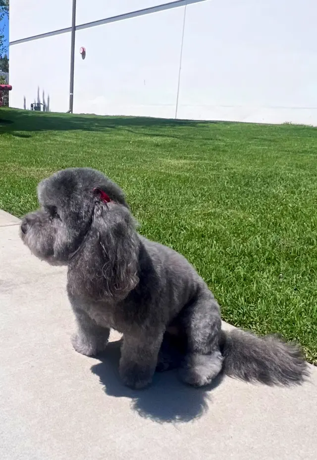 El Camino Pet Grooming — customer photo 8