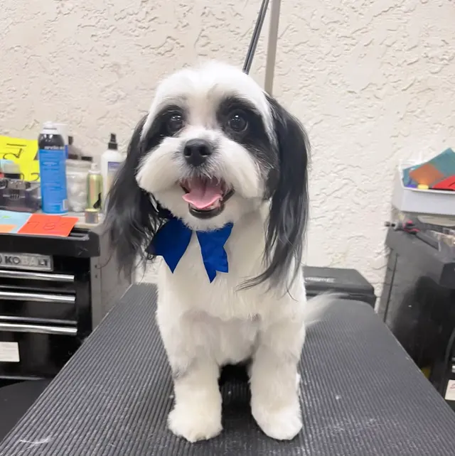 El Camino Pet Grooming — customer photo 6