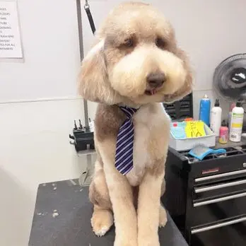 El Camino Pet Grooming — customer photo 1