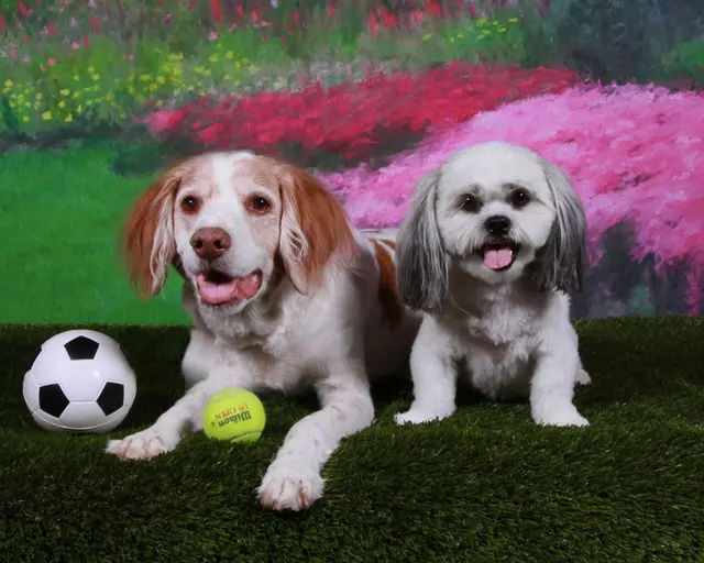 El Camino Pet Grooming — photo from the business 11