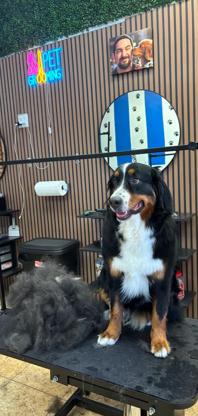 Blue Ribbon Pet Grooming — customer photo 7