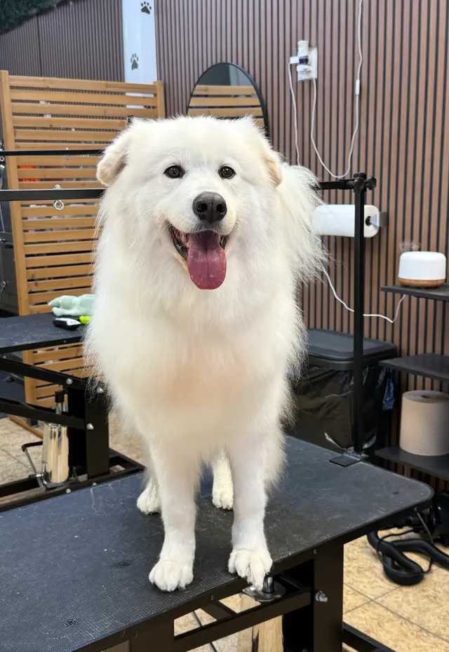 Blue Ribbon Pet Grooming — photo from the business 9