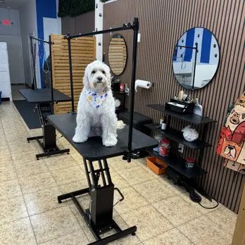 Blue Ribbon Pet Grooming — customer photo 2