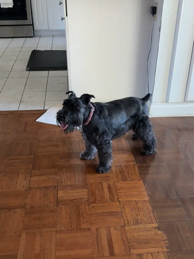 Customer photo of work by Blue Ribbon Pet Grooming, from Bethany Karp's review