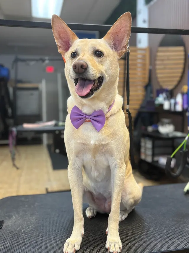 Blue Ribbon Pet Grooming — photo from the business 10
