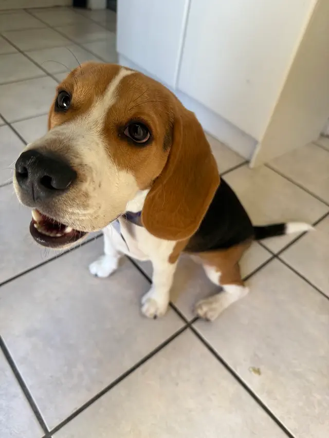 Blue Ribbon Pet Grooming — customer photo 6