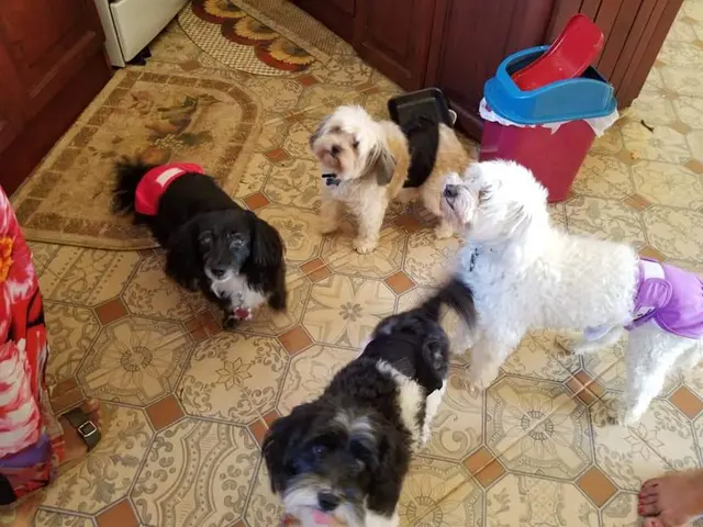 Blue Ribbon Pet Grooming — customer photo 3