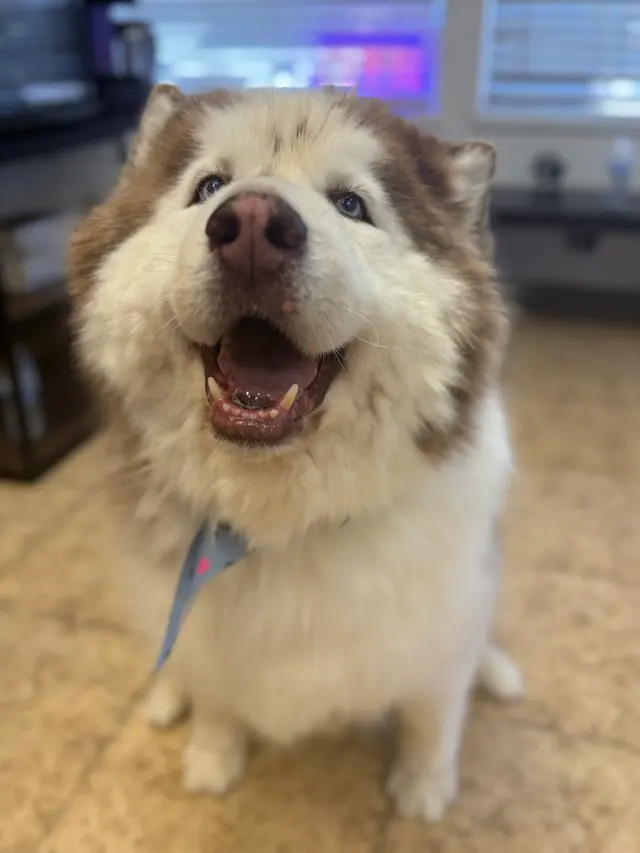 Blue Ribbon Pet Grooming — customer photo 8