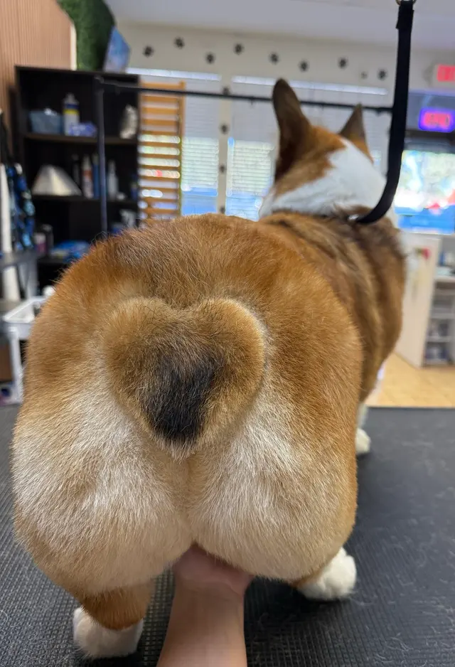 Blue Ribbon Pet Grooming — photo from the business 4