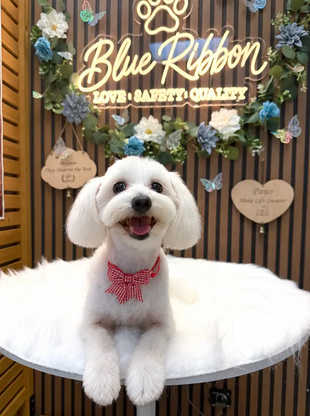 Blue Ribbon Pet Grooming — photo from the business 5