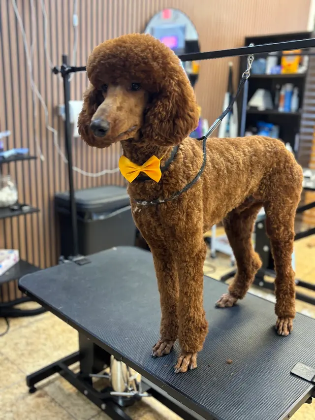 Blue Ribbon Pet Grooming — photo from the business 1