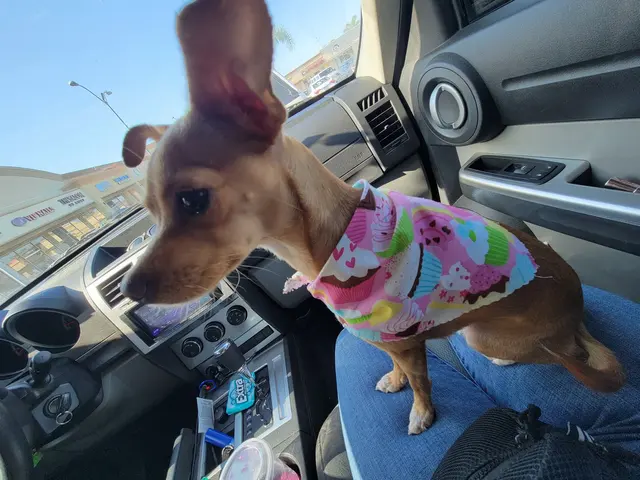 Customer photo of work by Kay's Pet Grooming, from Gina R's review